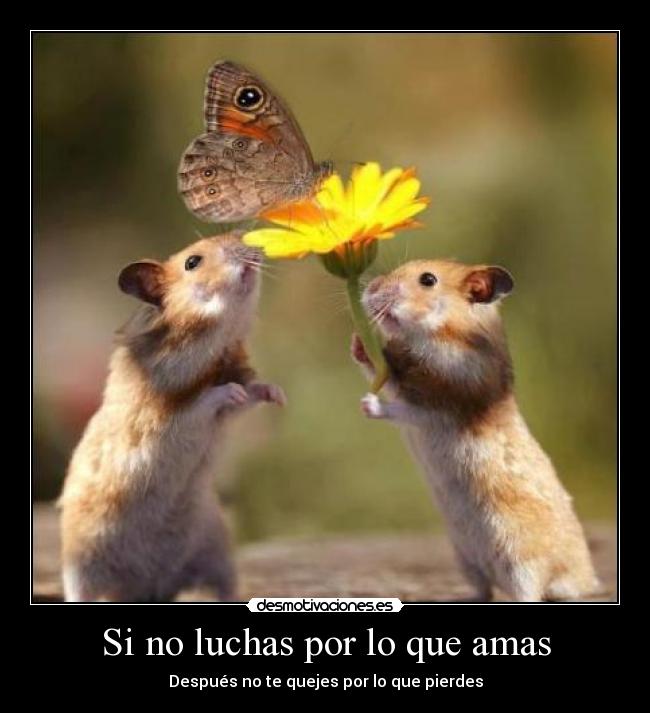 Si no luchas por lo que amas - Después no te quejes por lo que pierdes