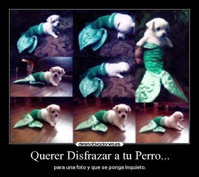 carteles perros desmotivaciones