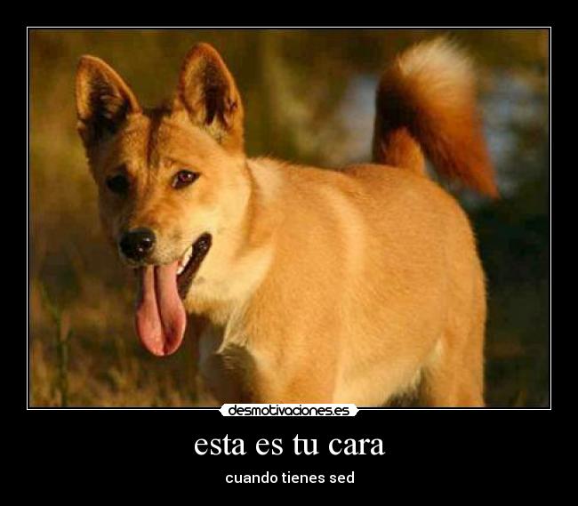 esta es tu cara - cuando tienes sed