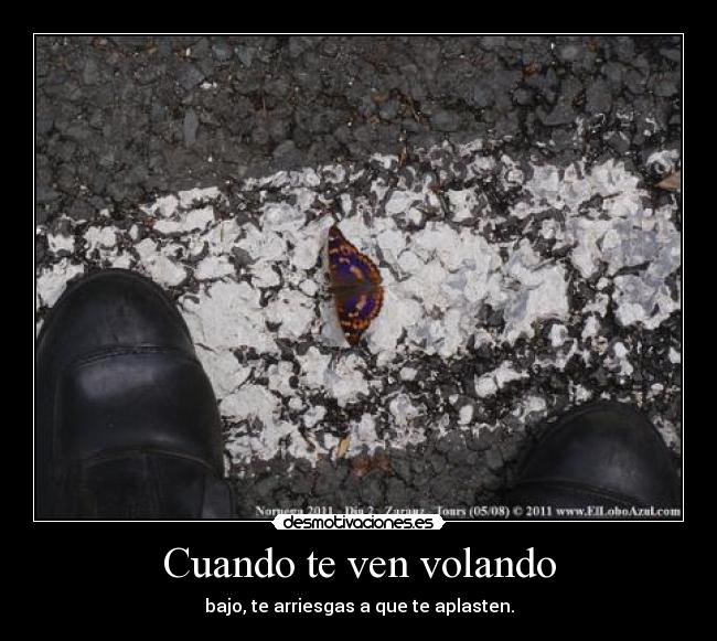 carteles mariposa desmotivaciones