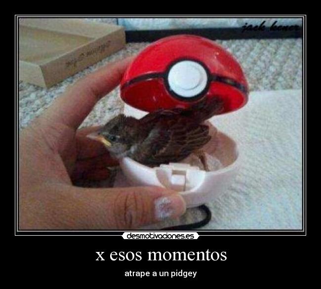 x esos momentos - atrape a un pidgey