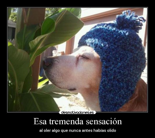 Esa tremenda sensación - 