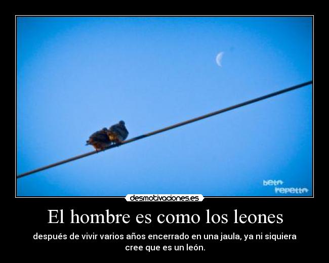 El hombre es como los leones -
