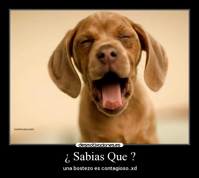 ¿ Sabias Que ? - una bostezo es contagioso..xd