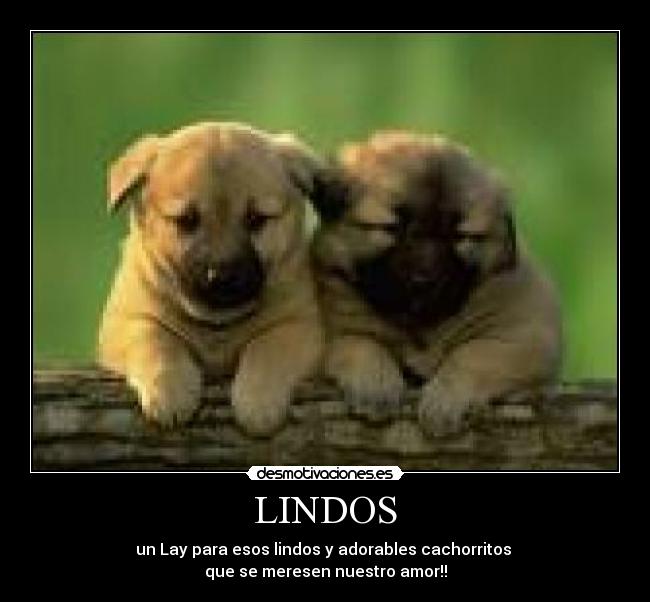carteles perros lindos desmotivaciones