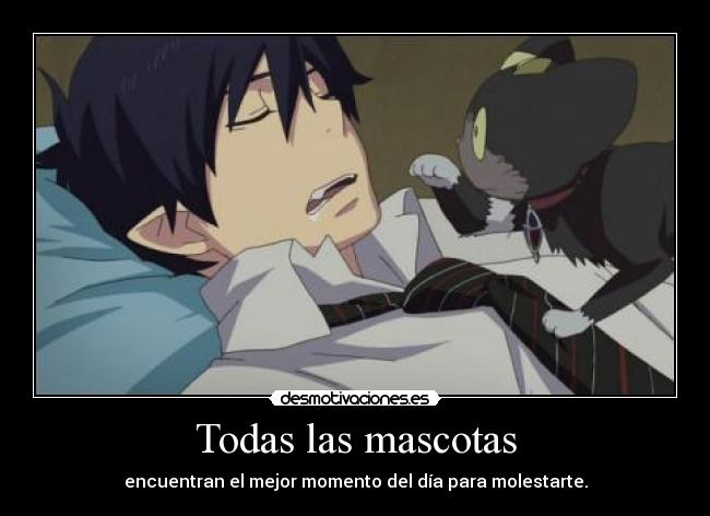 Todas las mascotas - encuentran el mejor momento del día para molestarte.