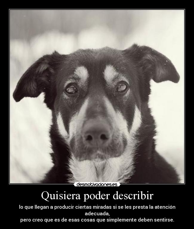 Quisiera poder describir - lo que llegan a producir ciertas miradas si se les presta la atención adecuada,
pero creo que es de esas cosas que simplemente deben sentirse.