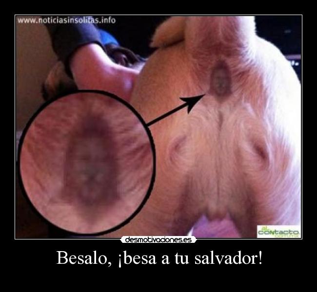 Besalo, ¡besa a tu salvador! - 