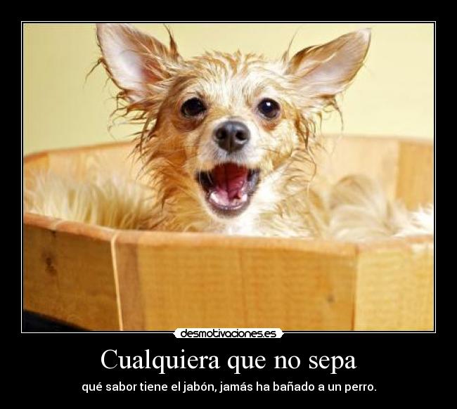 Cualquiera que no sepa - qué sabor tiene el jabón, jamás ha bañado a un perro.