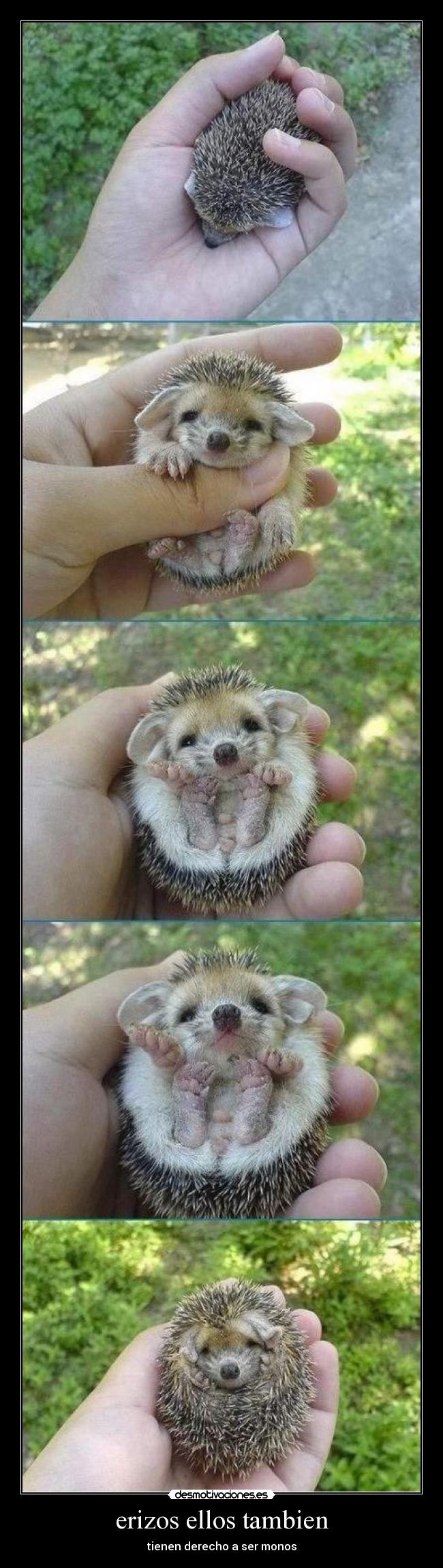 erizos ellos tambien -