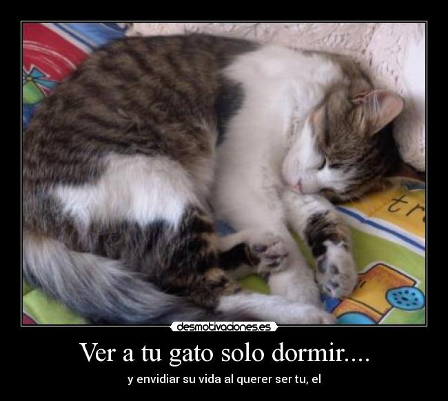Ver a tu gato solo dormir.... - y envidiar su vida al querer ser tu, el