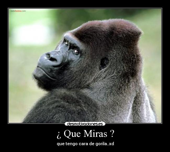 ¿ Que Miras ? -