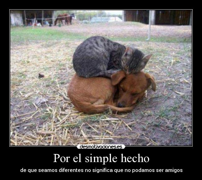 Por el simple hecho - de que seamos diferentes no significa que no podamos ser amigos