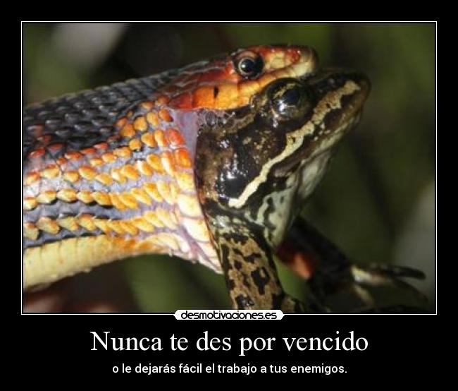 Nunca te des por vencido -