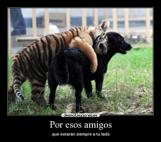 Por esos amigos -