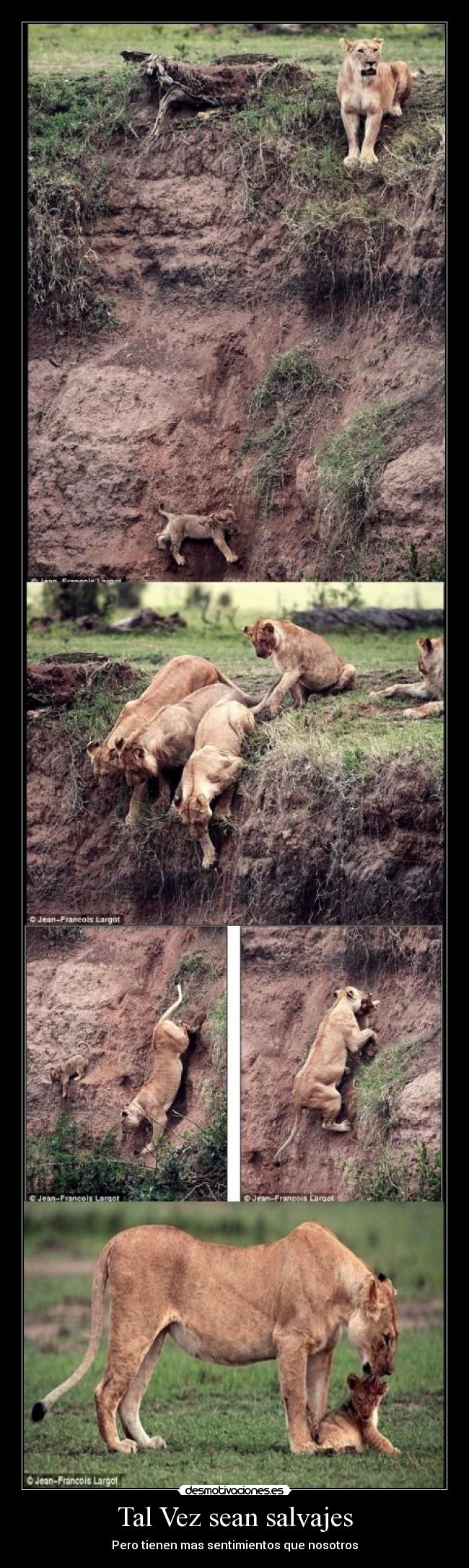 Tal Vez sean salvajes - Pero tienen mas sentimientos que nosotros