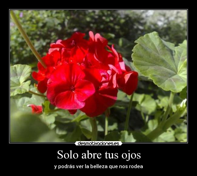 Solo abre tus ojos - y podrás ver la belleza que nos rodea