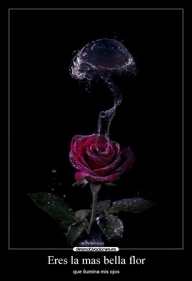 Eres la mas bella flor - que ilumina mis ojos