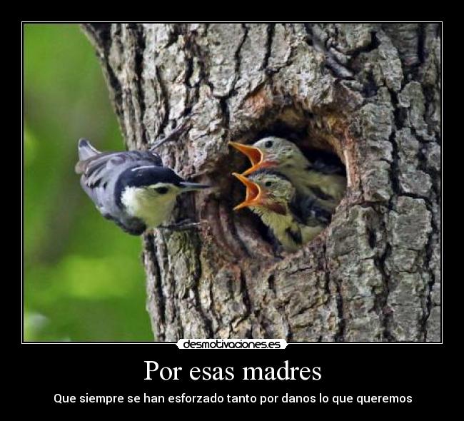 Por esas madres - Que siempre se han esforzado tanto por danos lo que queremos