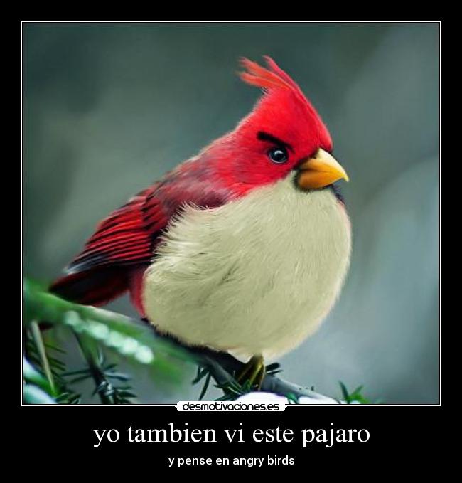 yo tambien vi este pajaro - y pense en angry birds