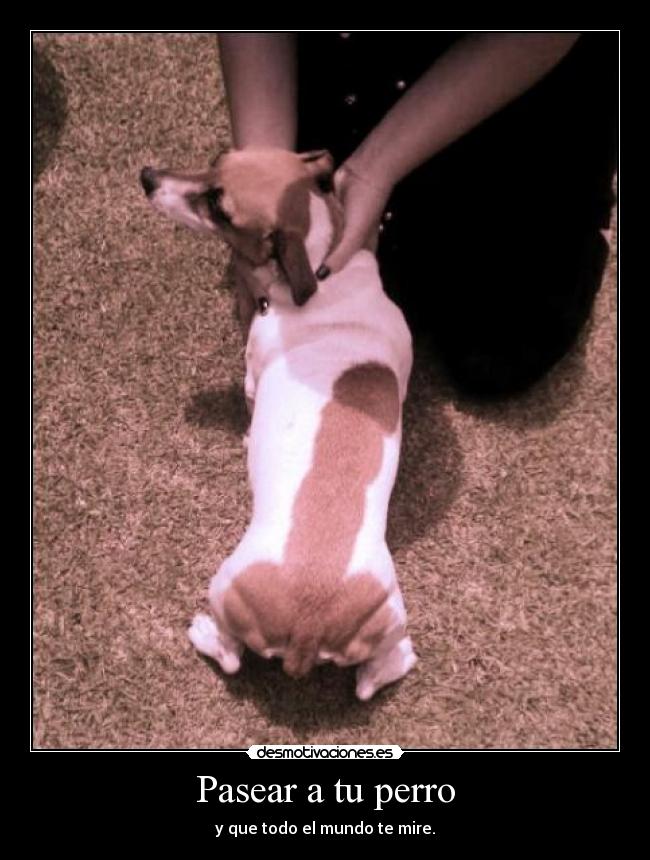 Pasear a tu perro -