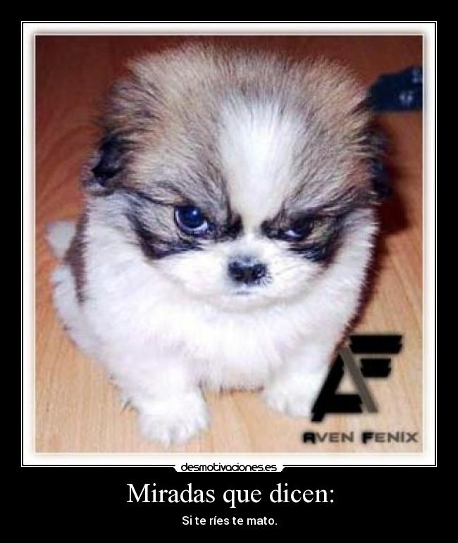 Miradas que dicen: - 