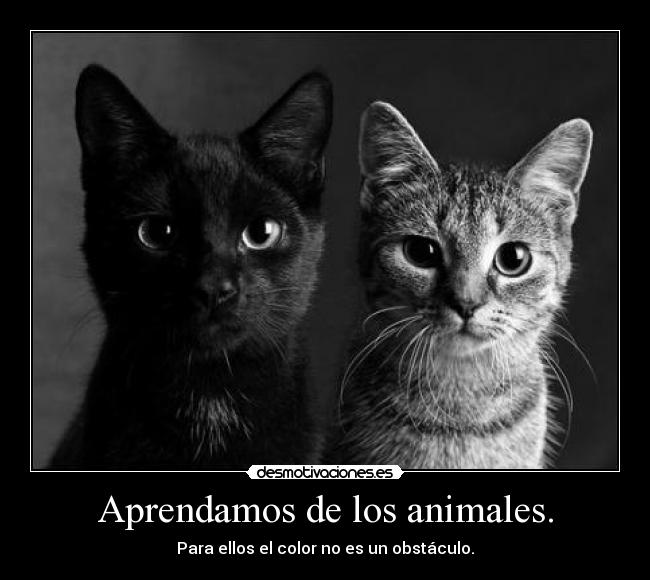 Aprendamos de los animales. - 