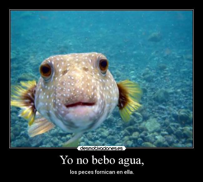 Yo no bebo agua, - los peces fornican en ella.