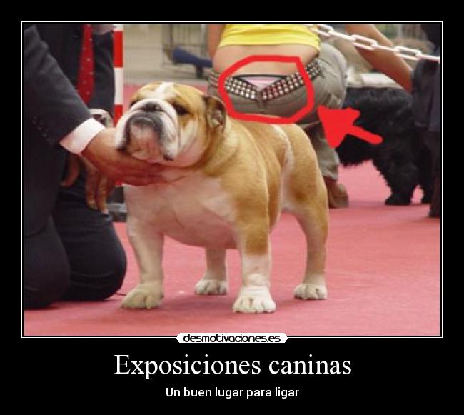 Exposiciones caninas - Un buen lugar para ligar