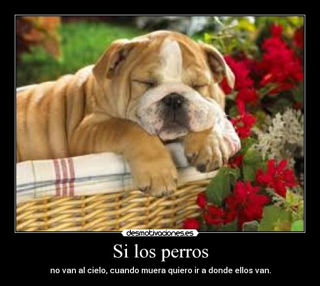 Si los perros -