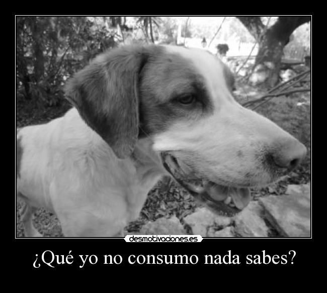 ¿Qué yo no consumo nada sabes? - 