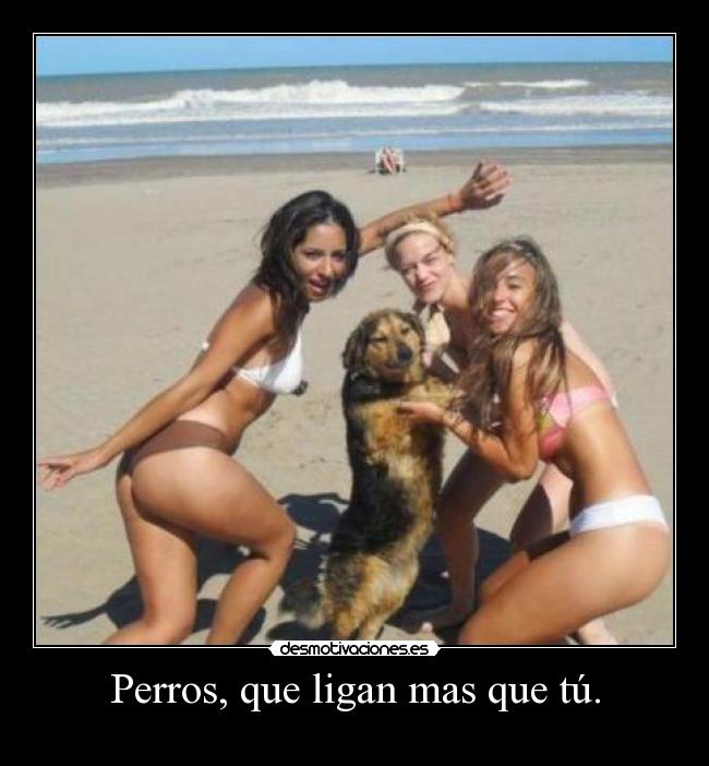 Perros, que ligan mas que tú. -