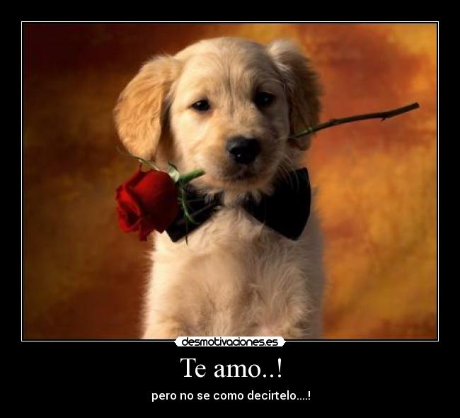Te amo..! - 