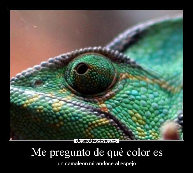 Me pregunto de qué color es - un camaleón mirándose al espejo