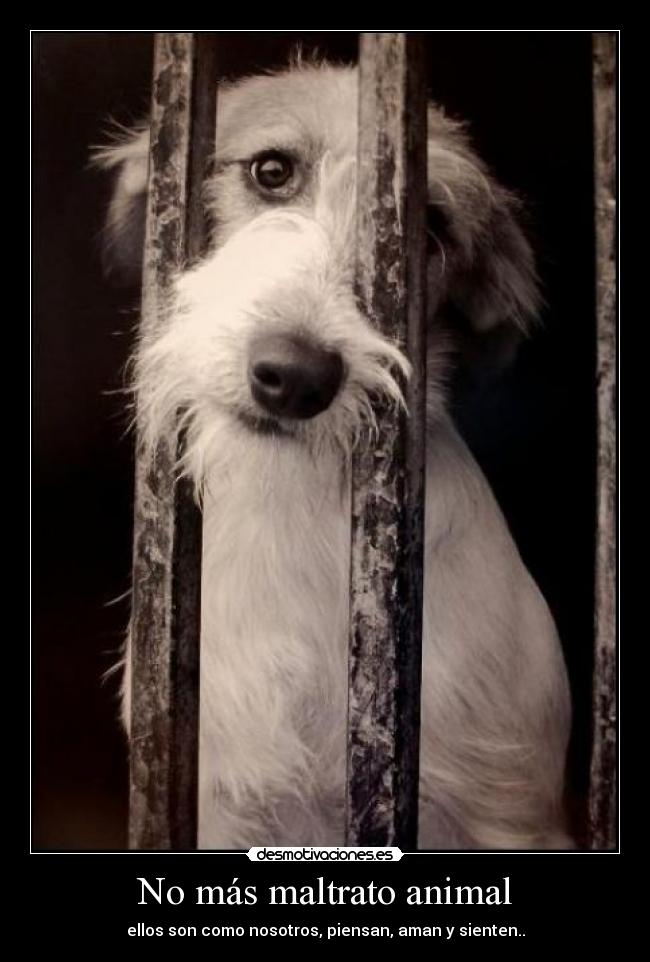 No más maltrato animal - ellos son como nosotros, piensan, aman y sienten..