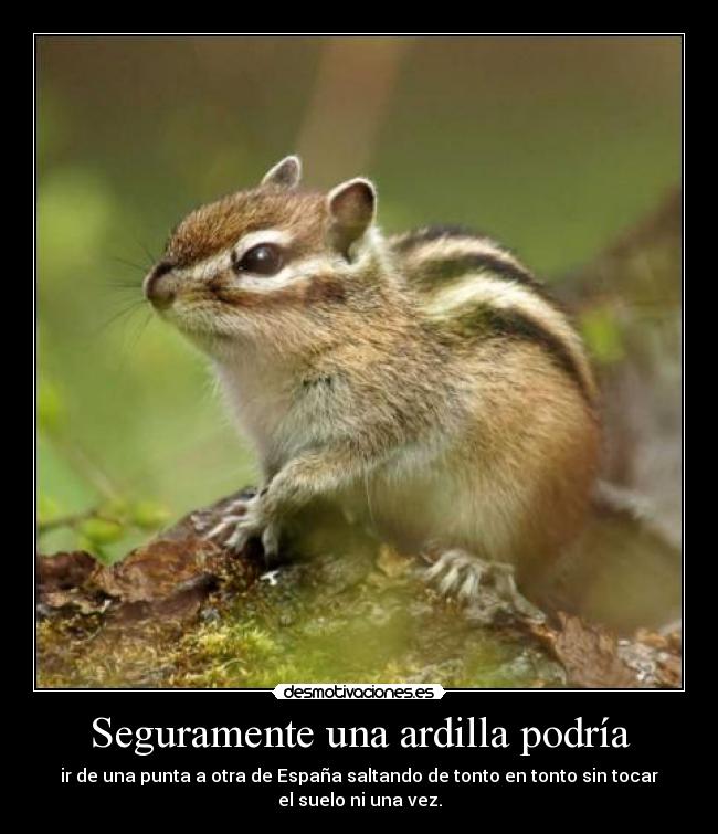 Imágenes y Carteles de ARDILLA Pag. 20 | Desmotivaciones