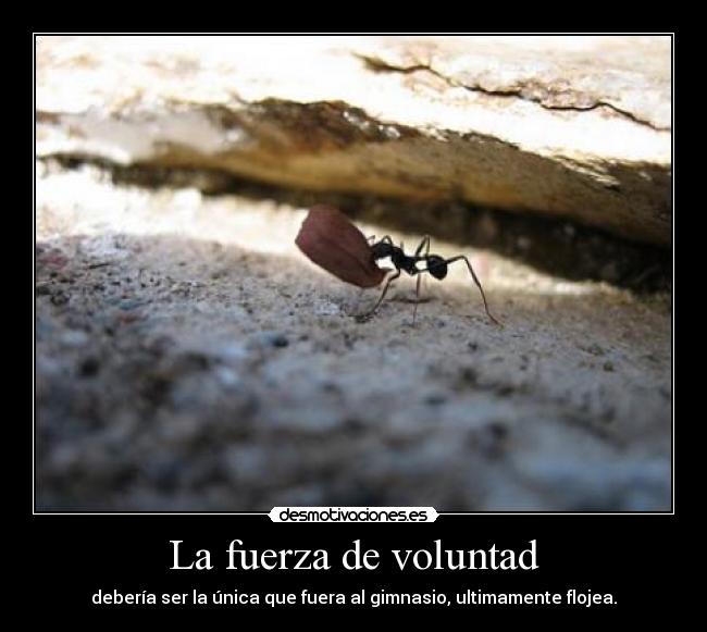 La fuerza de voluntad - debería ser la única que fuera al gimnasio, ultimamente flojea.