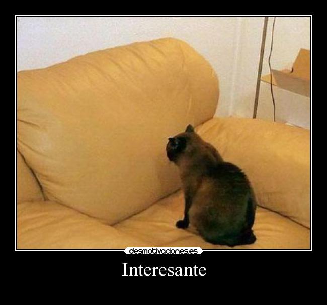 carteles gato desmotivaciones