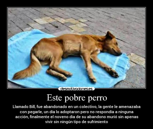 Este pobre perro - Llamado Bill, fue abandonado en un colectivo, la gente le amenazaba
con pegarle, un día lo adoptaron pero no respondía a ninguna
acción, finalmente el noveno dia de su abandono murió sin apenas
vivir sin ningún tipo de sufrimiento