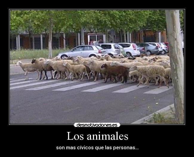 Los animales - son mas cívicos que las personas...