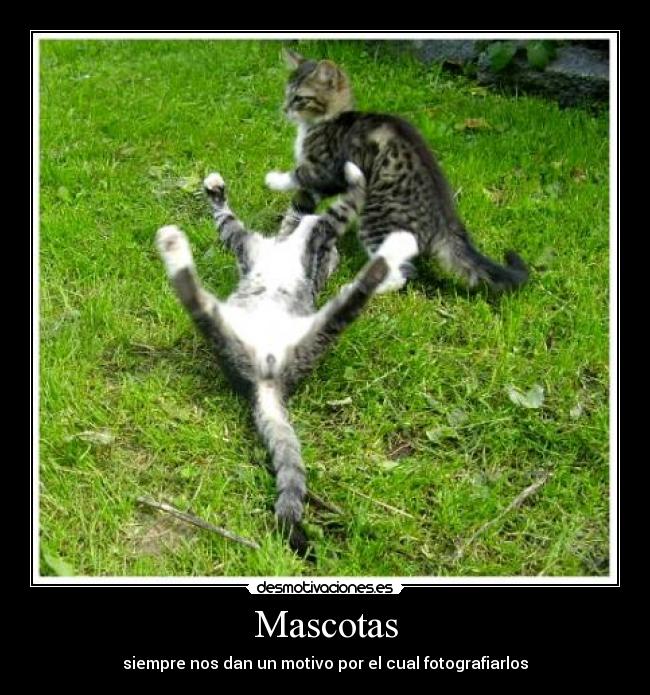 Mascotas -