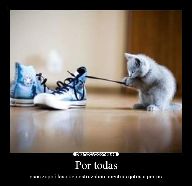 Por todas - esas zapatillas que destrozaban nuestros gatos o perros.