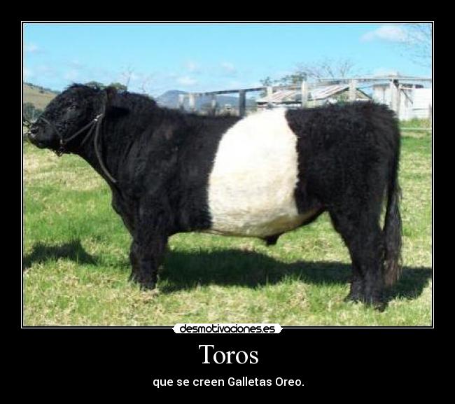 Toros -