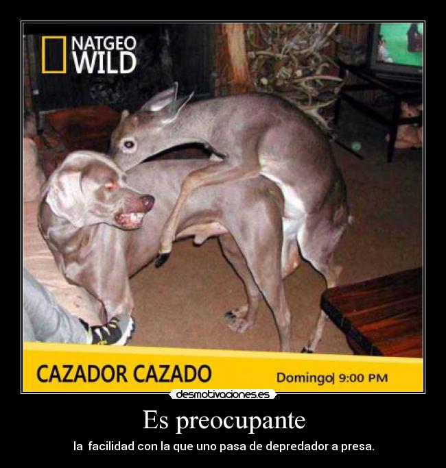 carteles cazador cazado presa precupante desmotivaciones