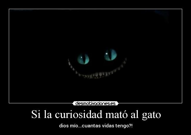 Si la curiosidad mató al gato - dios mío...cuantas vidas tengo?!