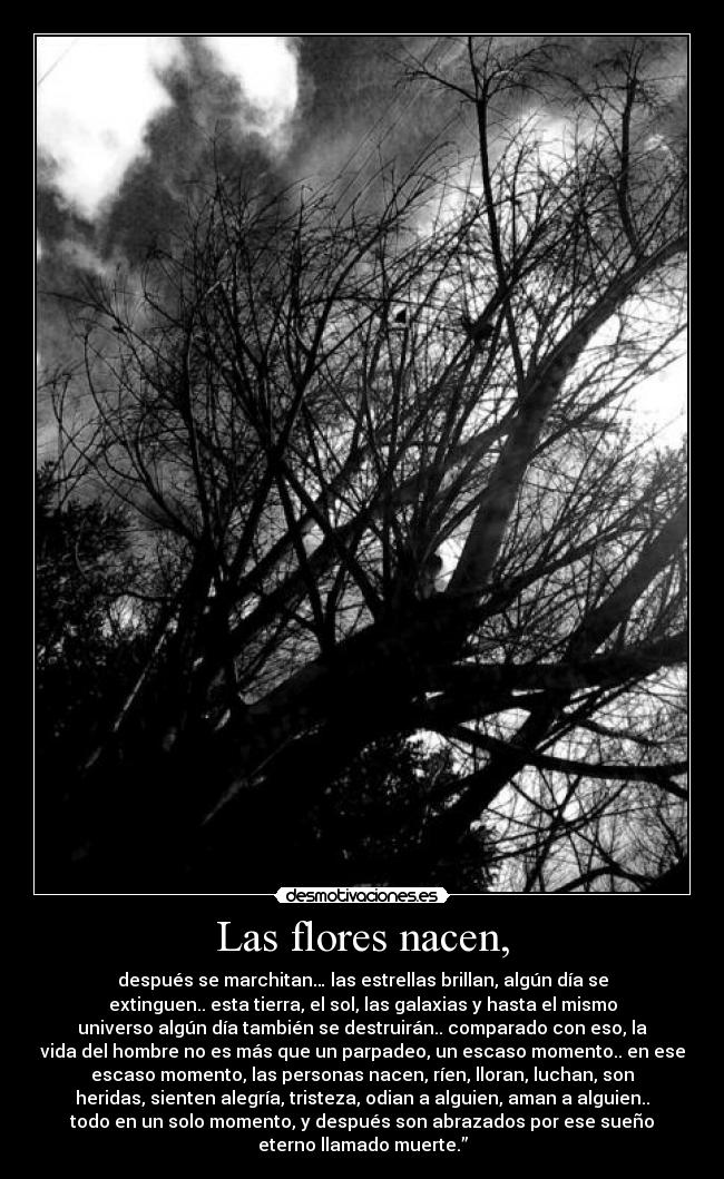 Las flores nacen, -