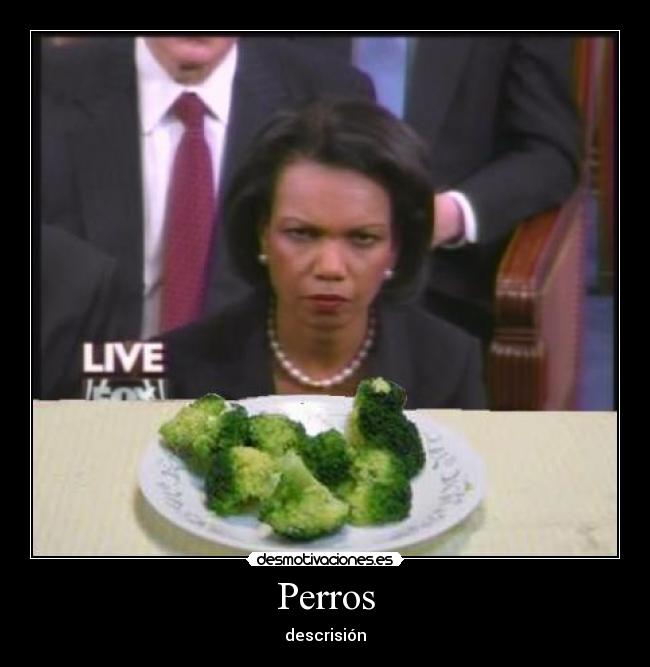 Perros - descrisión