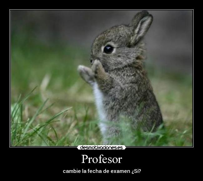 carteles conejito mas tierno misma cara que ponen todos cuando piden cambiar fecha examen desmotivaciones