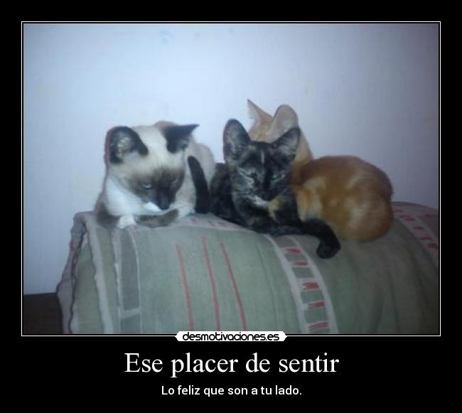 Ese placer de sentir -