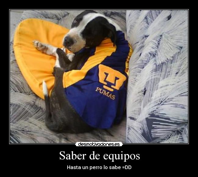 Saber de equipos - Hasta un perro lo sabe =DD